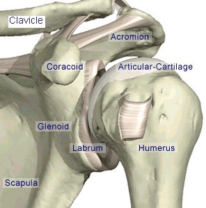 labrum