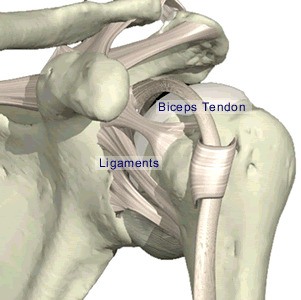 Ligaments