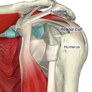 Rotator cuff